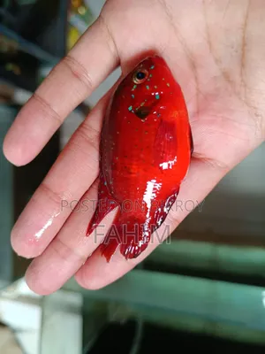 Fish Aquarium