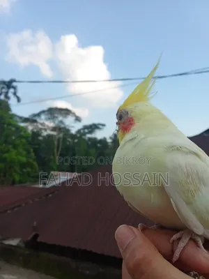 Cockatiel for sale