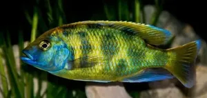 Fish Aquarium