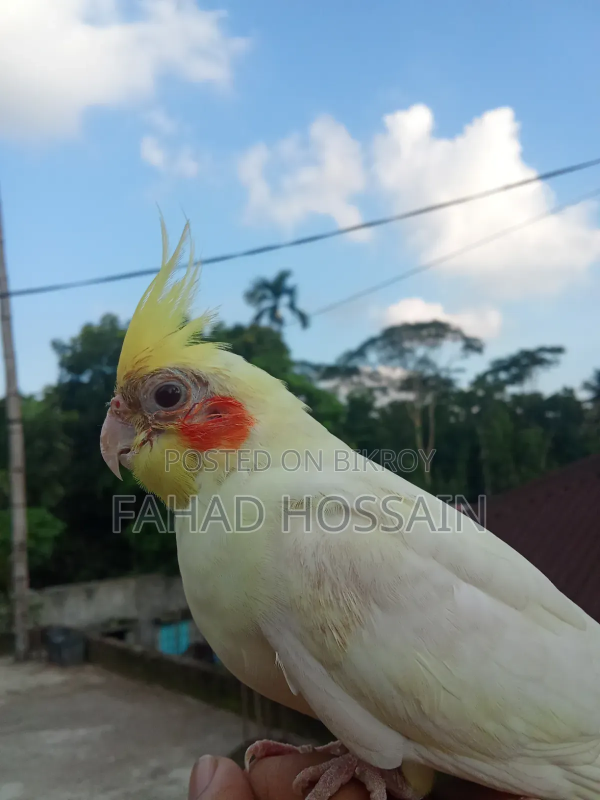 Cockatiel for sale