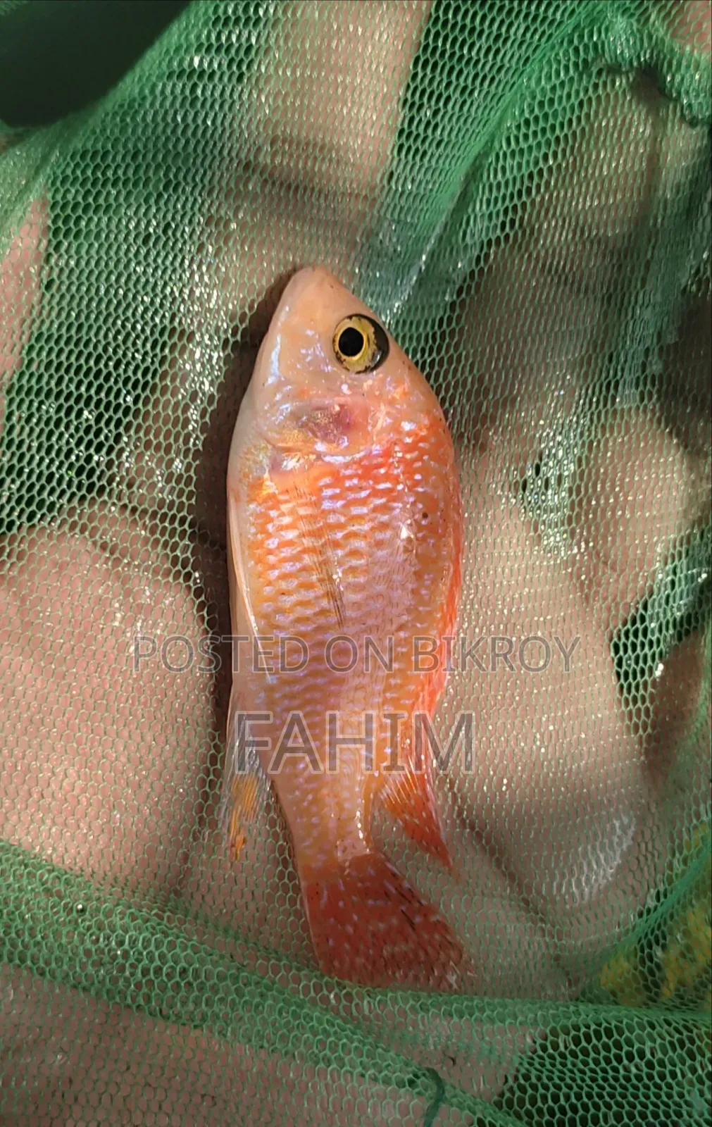 Fish Aquarium