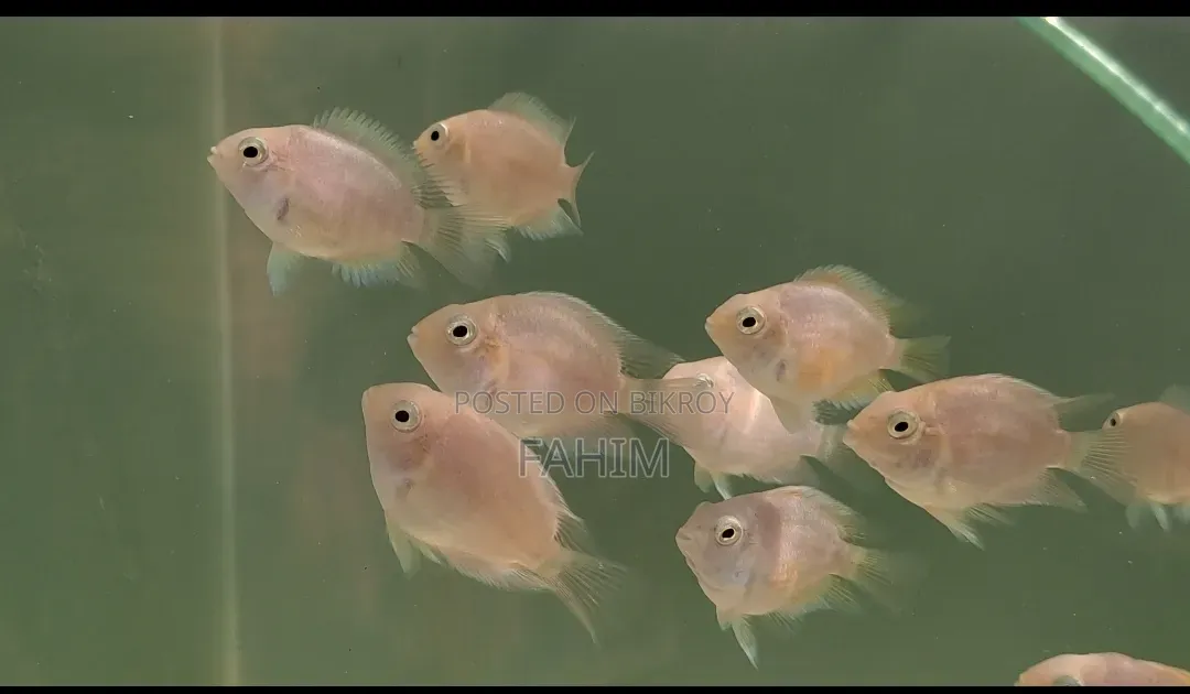 Fish Aquarium