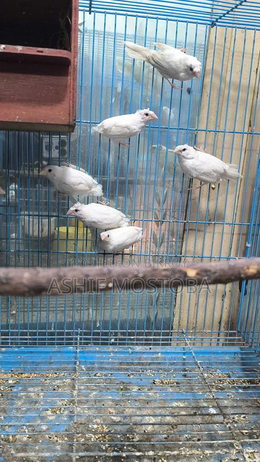 হোয়াট বেঙ্গলি ফিঞ্চ বেবি ৬ পিস.