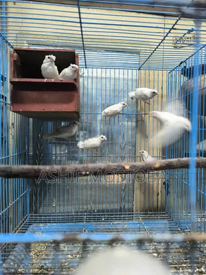 হোয়াট বেঙ্গলি ফিঞ্চ বেবি ৬ পিস.