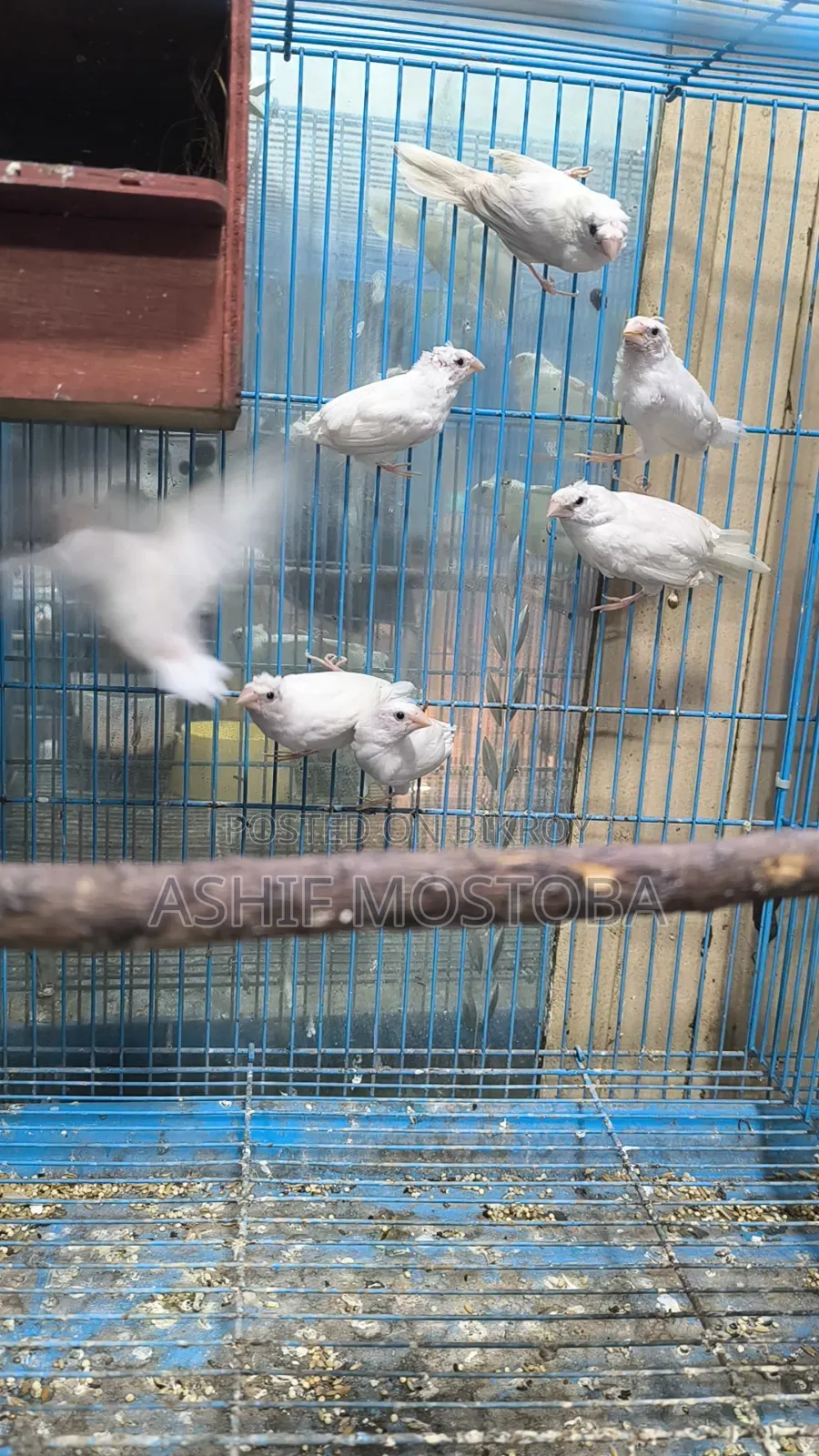 হোয়াট বেঙ্গলি ফিঞ্চ বেবি ৬ পিস.