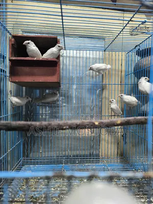 হোয়াট বেঙ্গলি ফিঞ্চ বেবি ৬ পিস.