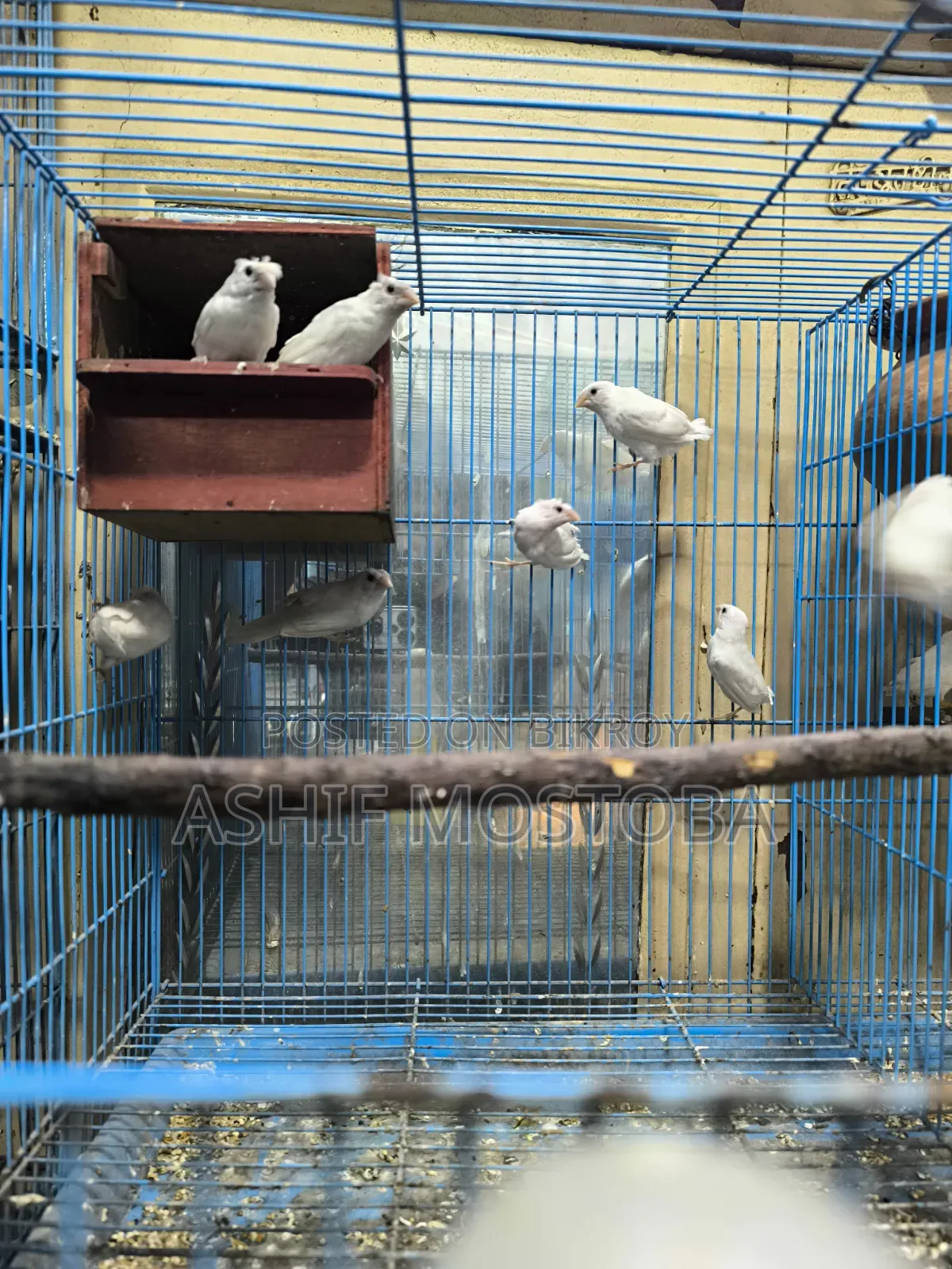 হোয়াট বেঙ্গলি ফিঞ্চ বেবি ৬ পিস.