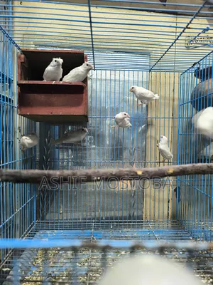 হোয়াট বেঙ্গলি ফিঞ্চ বেবি ৬ পিস.