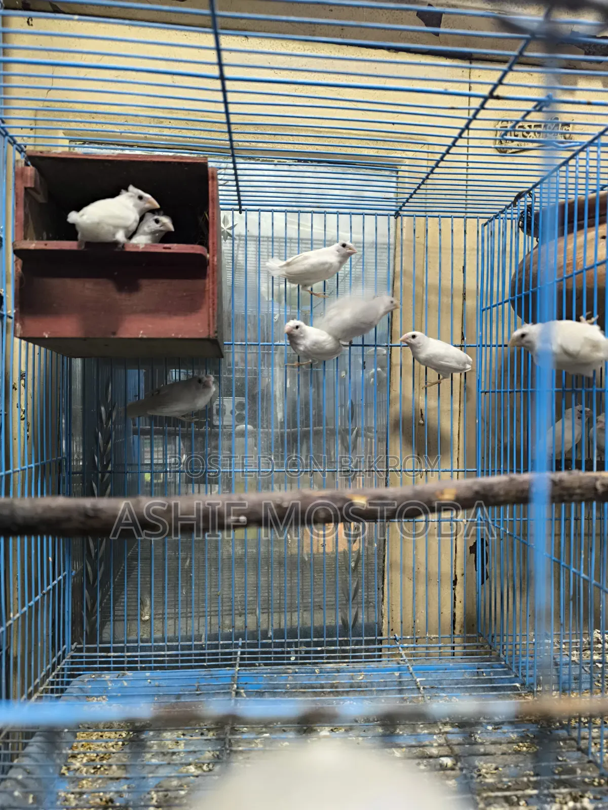 হোয়াট বেঙ্গলি ফিঞ্চ বেবি ৬ পিস.