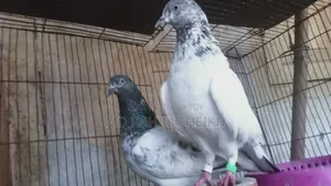 2 pairs of running pigeons for sale