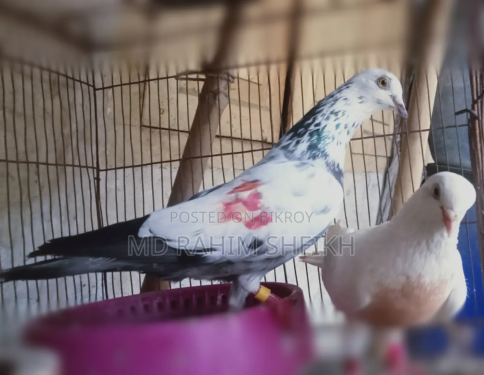 2 pairs of running pigeons for sale