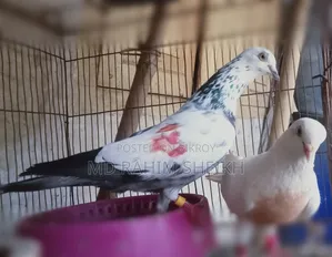2 pairs of running pigeons for sale