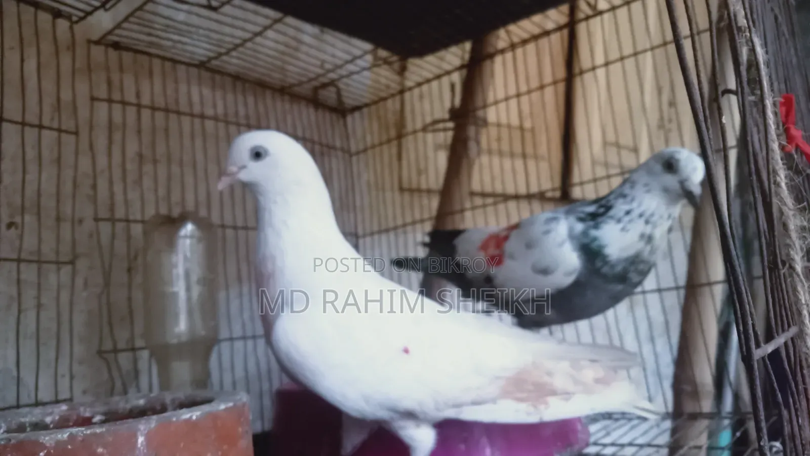 2 pairs of running pigeons for sale