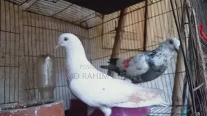 2 pairs of running pigeons for sale