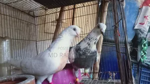 2 pairs of running pigeons for sale