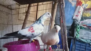 2 pairs of running pigeons for sale