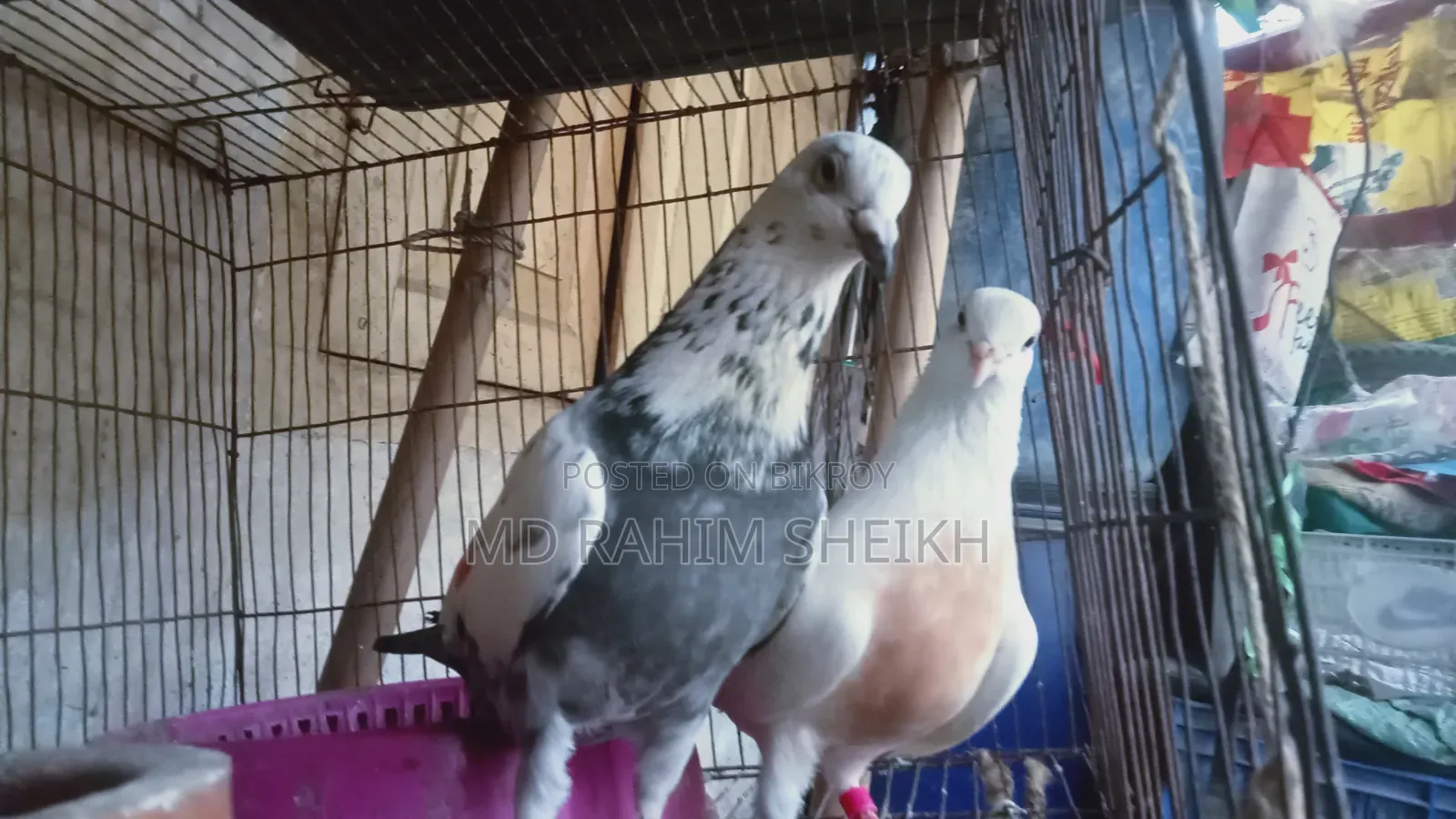 2 pairs of running pigeons for sale