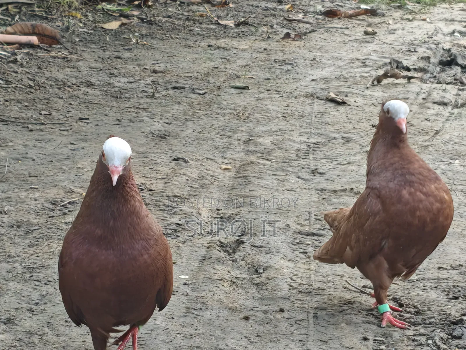 Mukhi Pigeon Full Z Spring (Tight Neck)