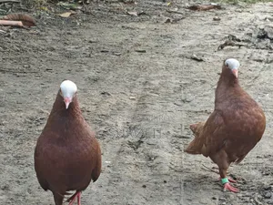 Mukhi Pigeon Full Z Spring (Tight Neck)