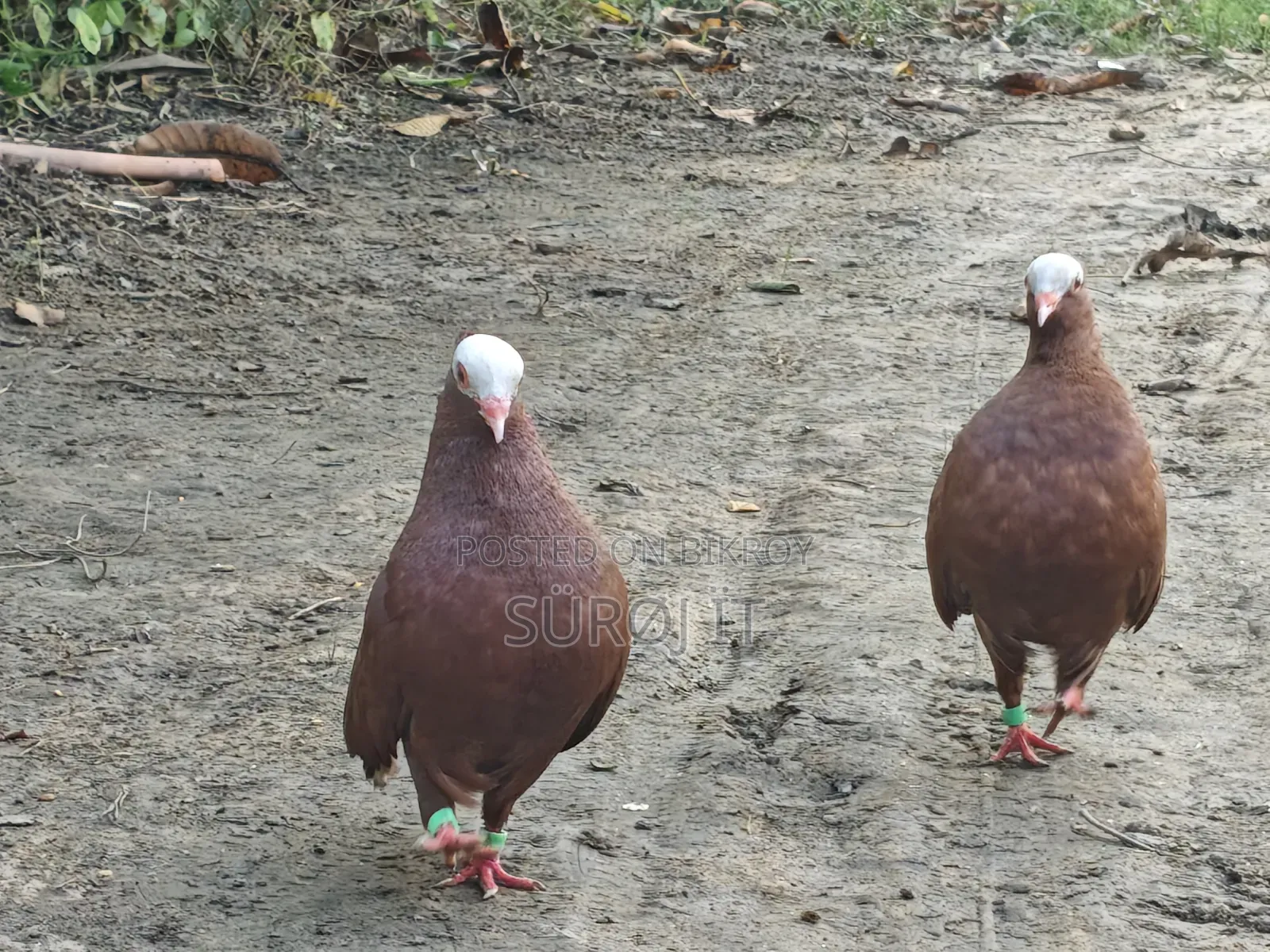 Mukhi Pigeon Full Z Spring (Tight Neck)