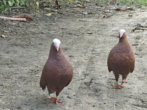 Mukhi Pigeon Full Z Spring (Tight Neck)