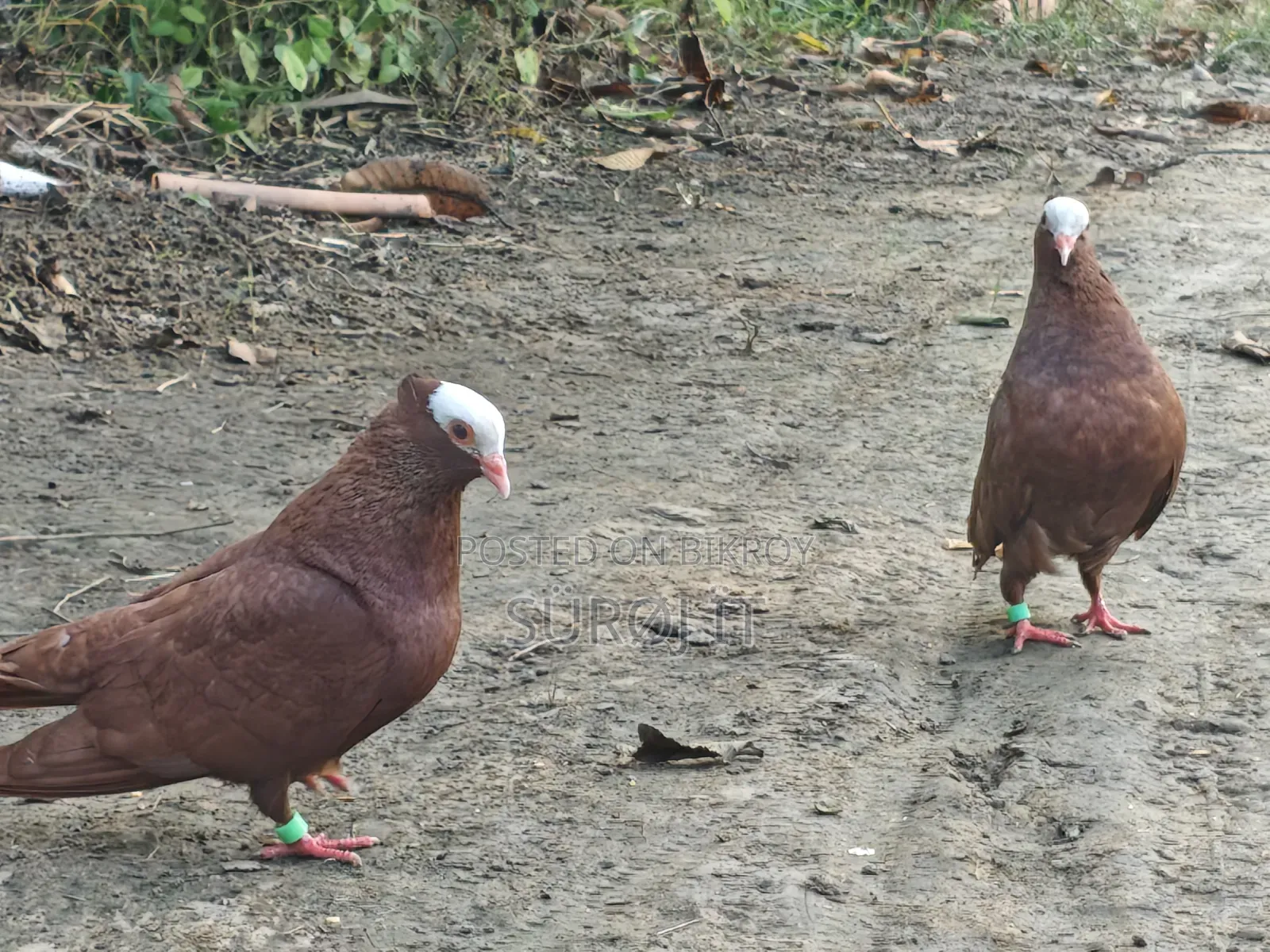 Mukhi Pigeon Full Z Spring (Tight Neck)