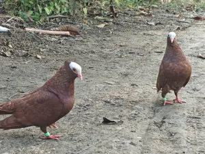 Mukhi Pigeon Full Z Spring (Tight Neck)