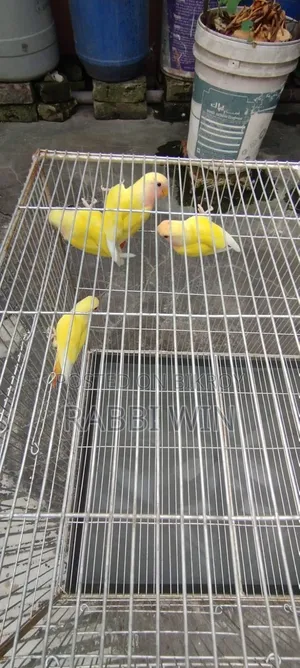 Love Bird for Sale