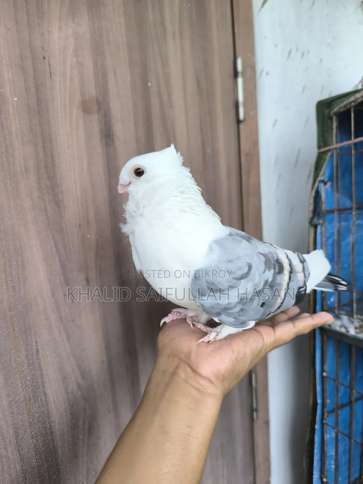 A running Blue Satin male for sale