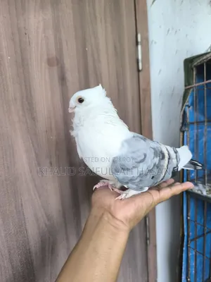 A running Blue Satin male for sale