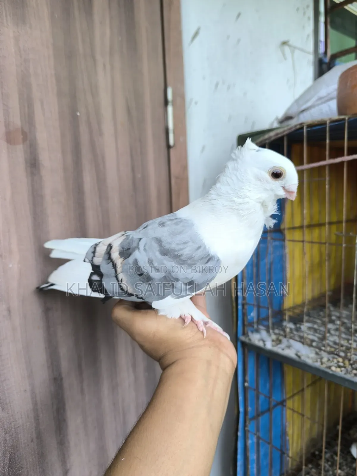 A running Blue Satin male for sale