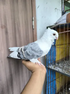 A running Blue Satin male for sale