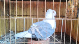 A running Blue Satin male for sale