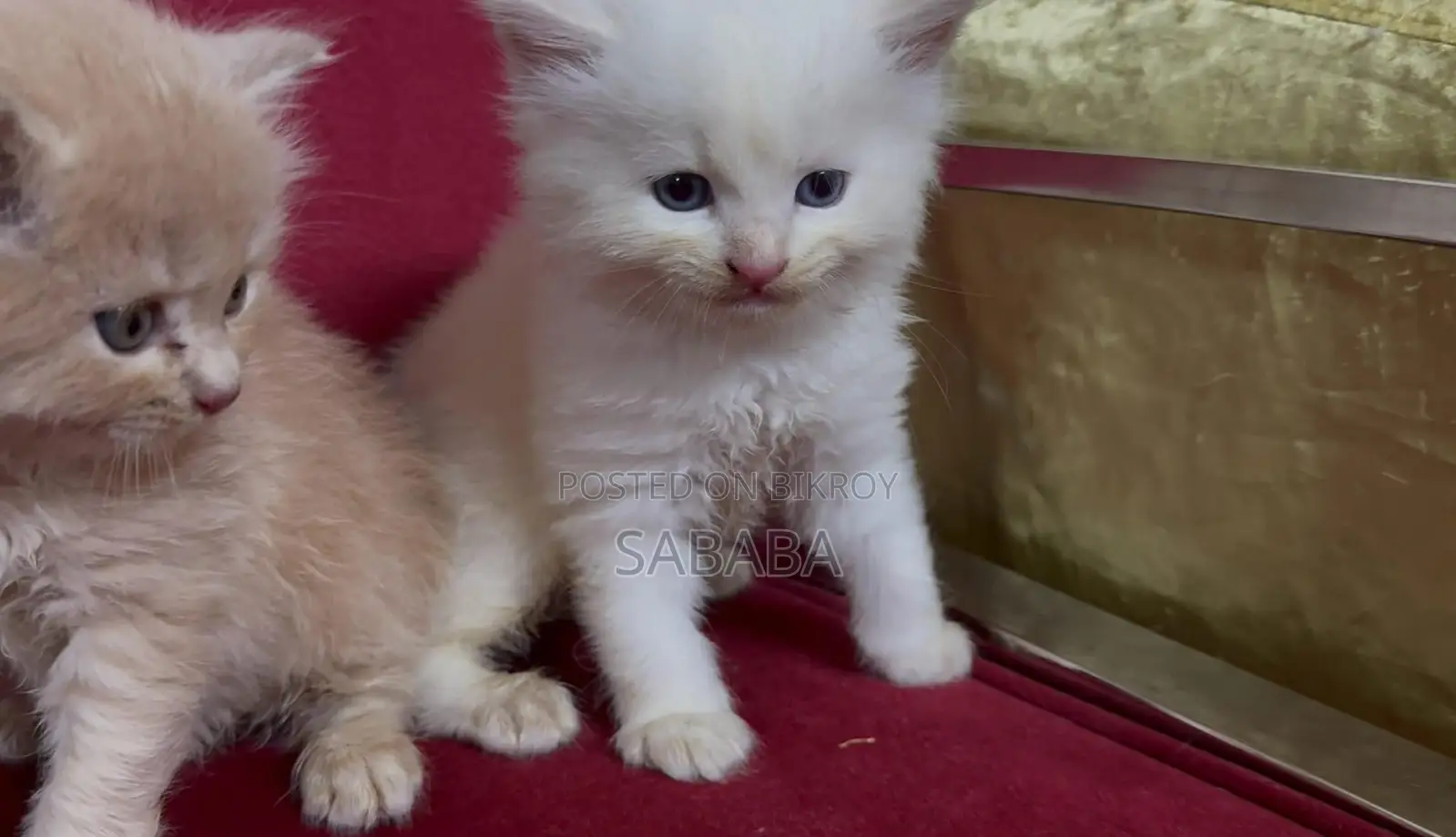 1-3 Months Female Purebred Persian