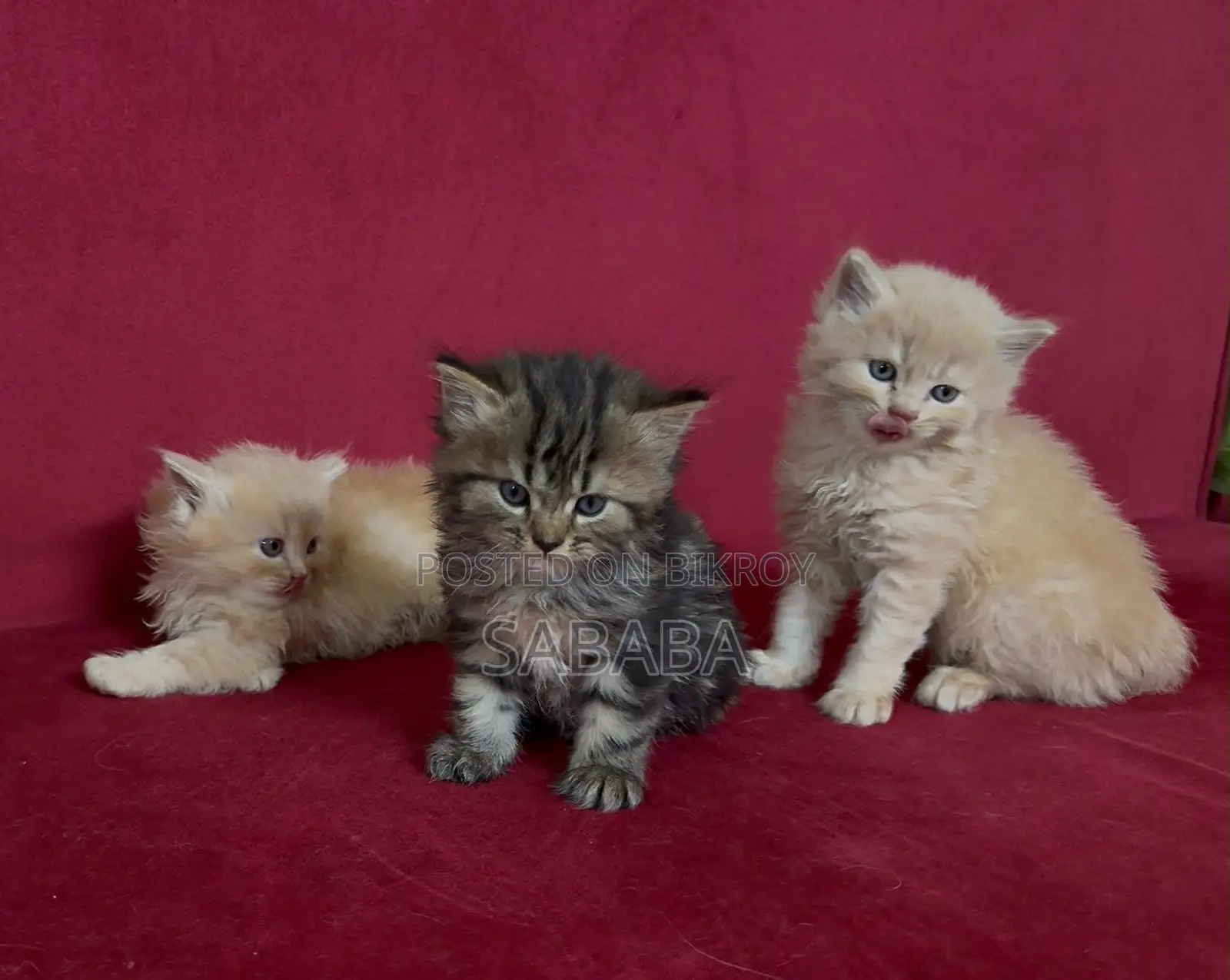 1-3 Months Female Purebred Persian