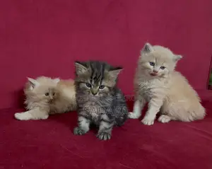 1-3 months Female Purebred Persian