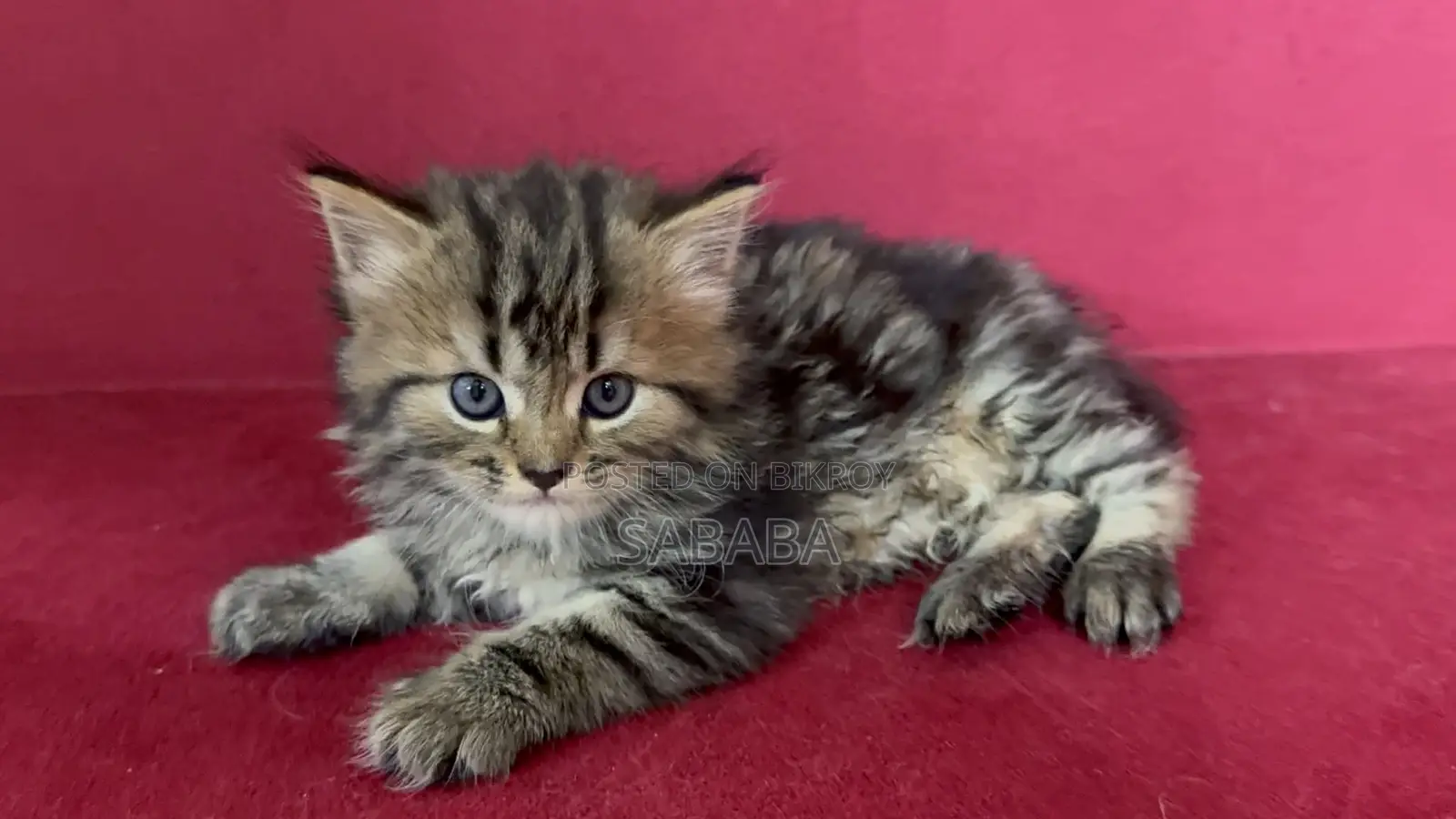 1-3 Months Female Purebred Persian
