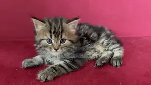 1-3 Months Female Purebred Persian