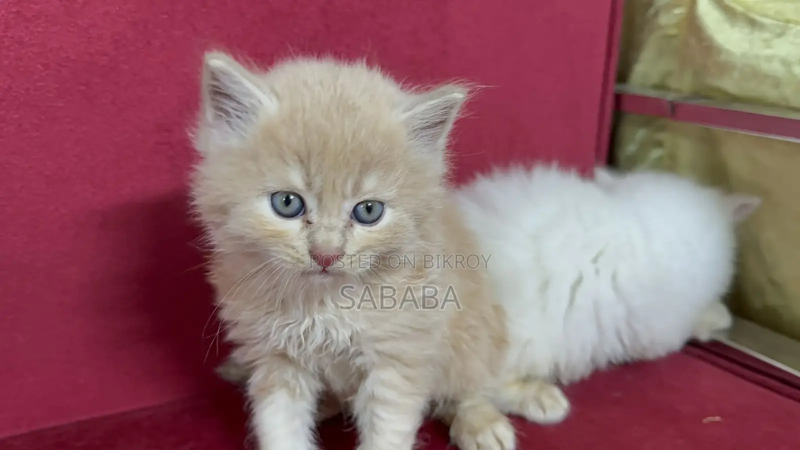 1-3 Months Female Purebred Persian