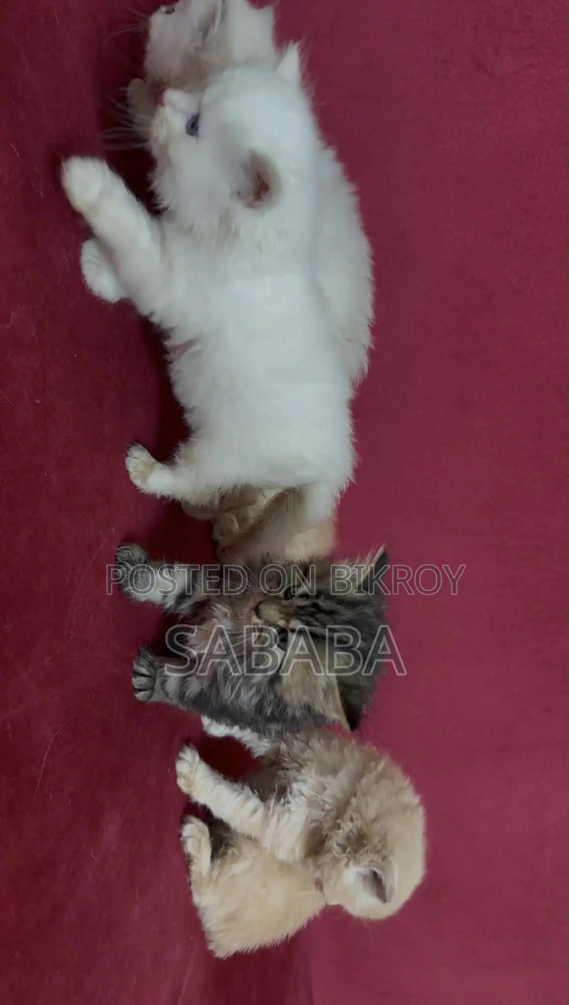 1-3 Months Female Purebred Persian