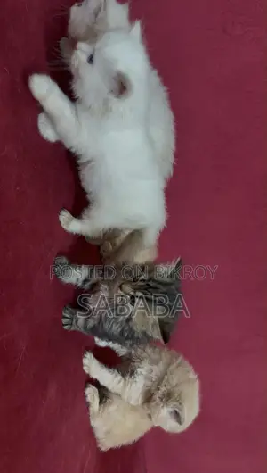1-3 Months Female Purebred Persian