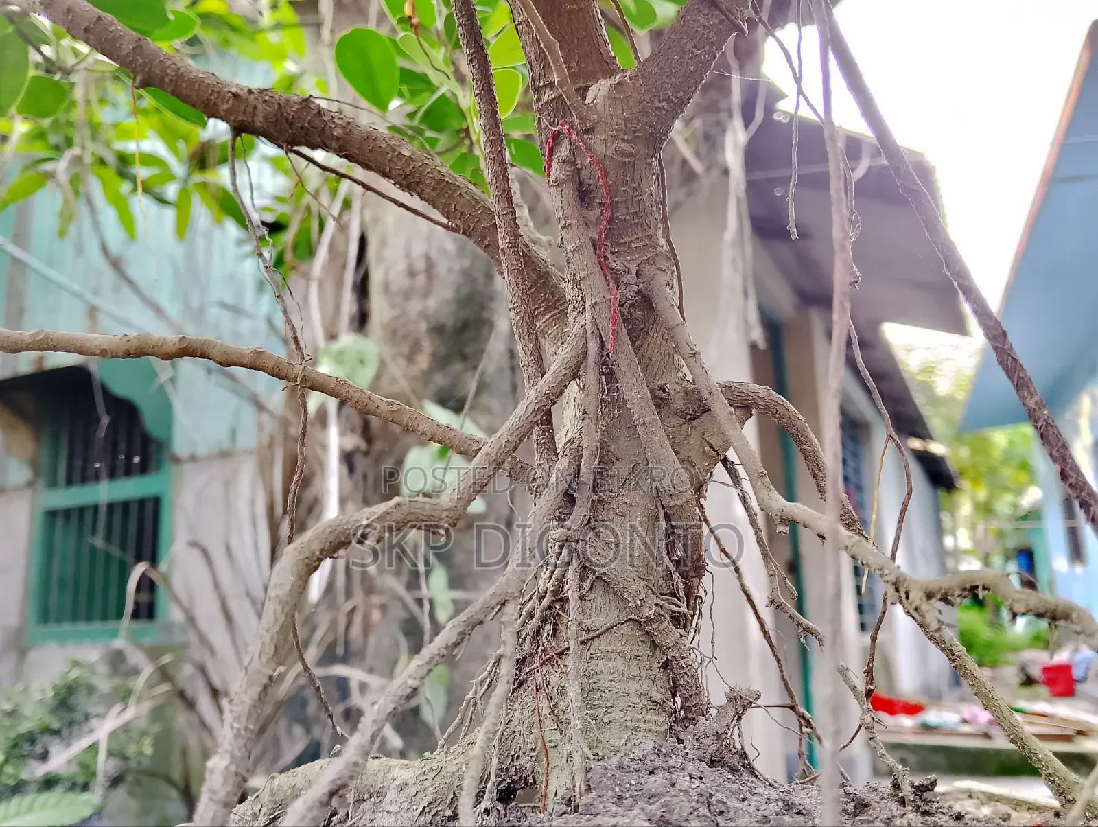 Chinese Banyan Bonsai Tree for Sale