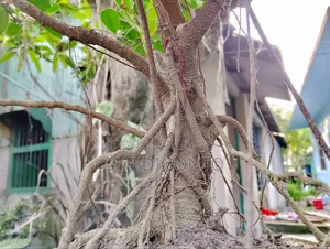 Chinese Banyan Bonsai Tree for Sale