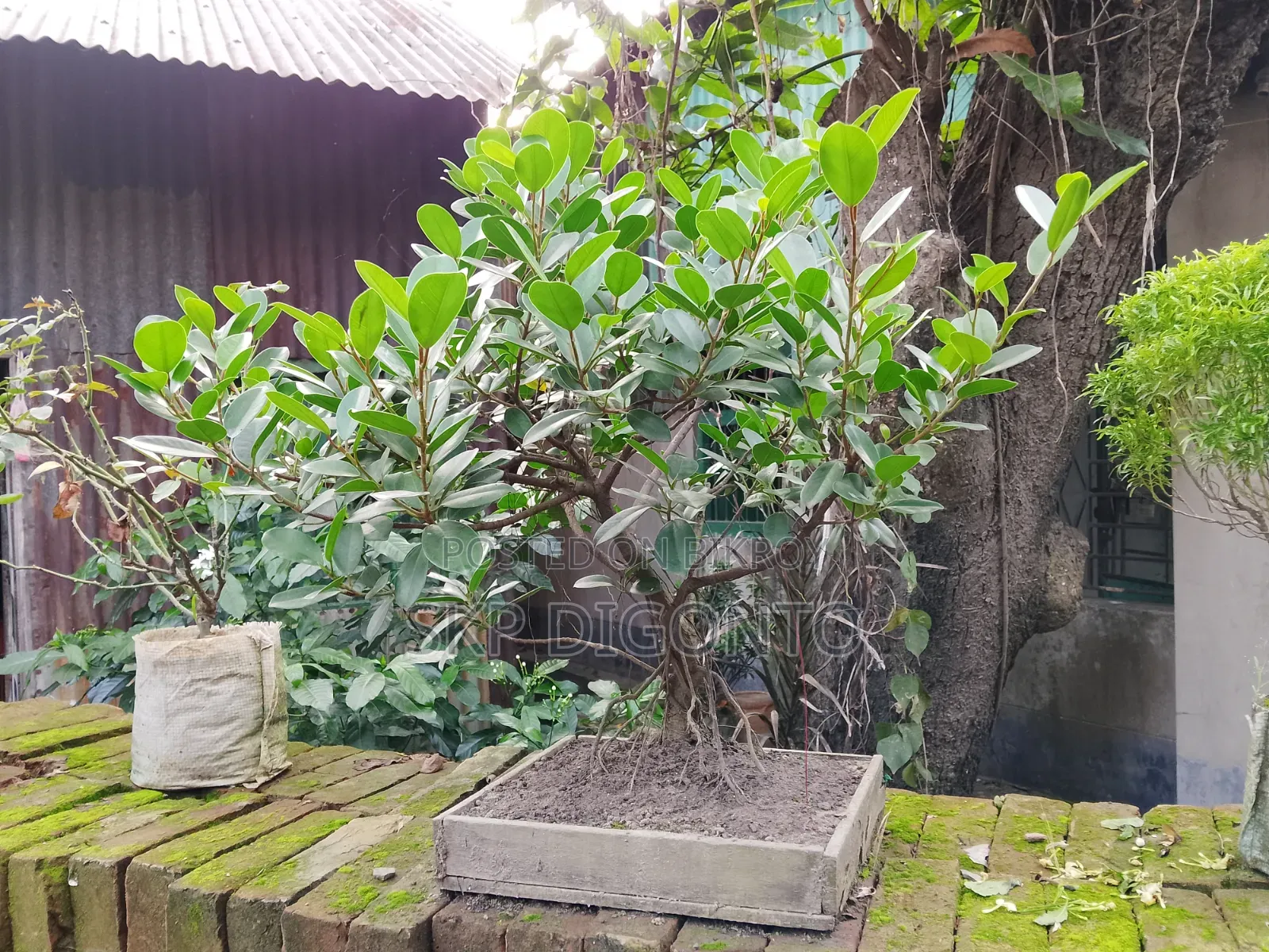 Chinese Banyan Bonsai Tree for Sale