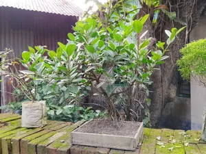 Chinese Banyan Bonsai Tree for Sale