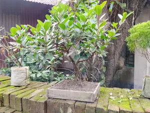 Chinese Banyan Bonsai Tree for Sale
