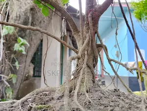 Chinese Banyan Bonsai Tree for Sale