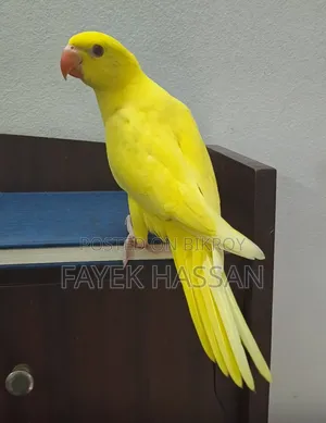 Lutino Ringneck