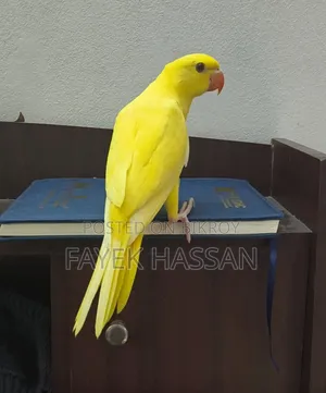 Lutino Ringneck