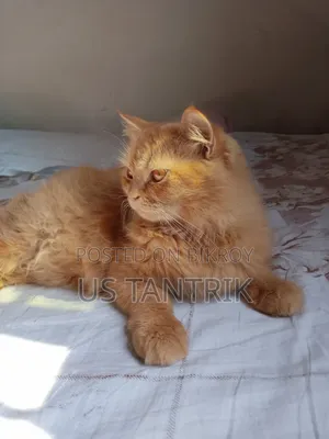 ৬-১২ মাস বয়সী স্ত্রী পার্সিয়ান বিড়াল